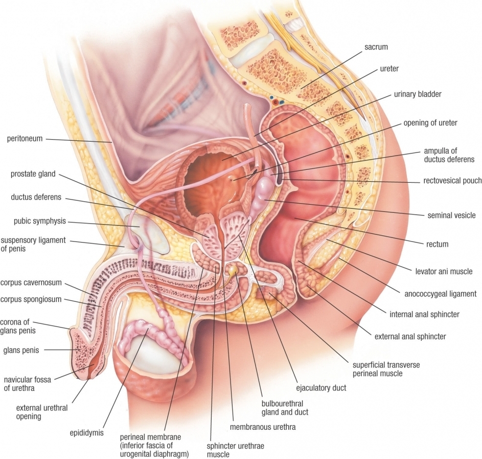 Anatomy Of The Pelvic Male Pelvis Diagram Anatomy Organ - Human Anatomy Library