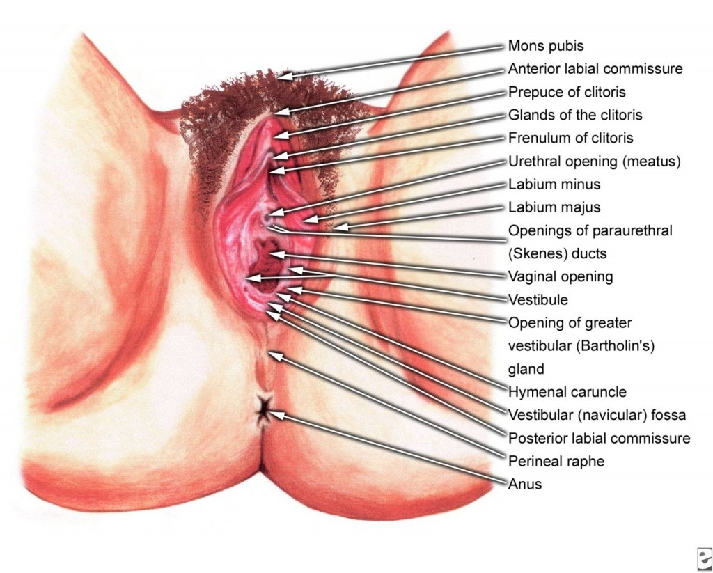 Female Pubic Anatomy Female Anatomy Genital Human Anatomy Diagram