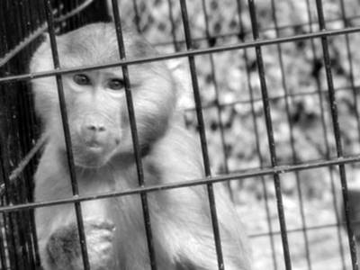 Charpat Panjarika-चर्पट पंजरिका