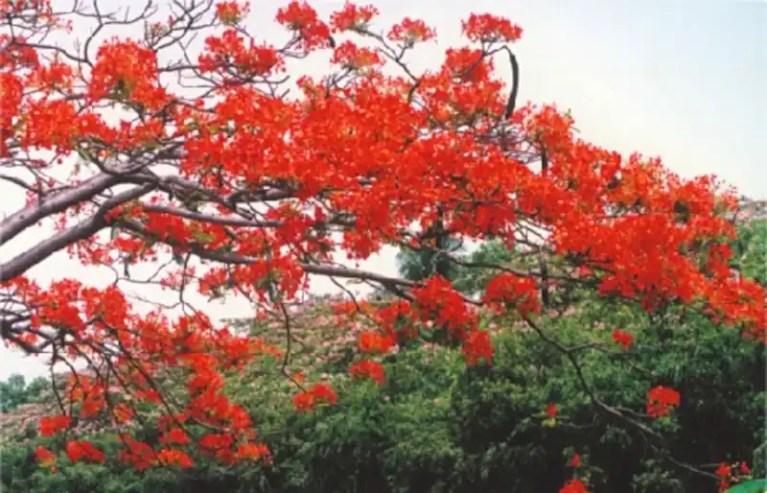 Basanta Utsab 2026 at Howrah Court Campus: Comedy, Colours, and Politics